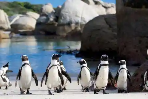 小グループ：アフリカペンギン、ボルダーズビーチ - 半日ツアー。