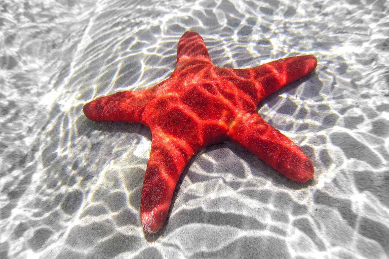 Zanzibar: Blue Lagoon Snorkeling, Starfish Beach & The Rock TOUR WITH HOTEL TRANSFER