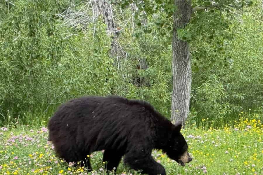 Waterton: Waterton & Wildtier-Tour. Foto: GetYourGuide