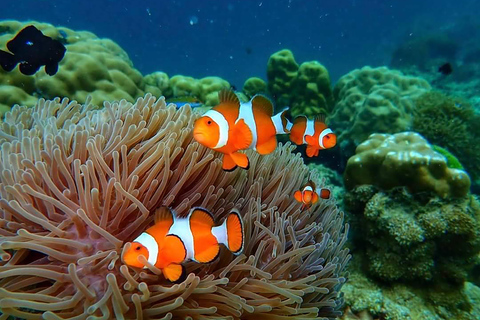 Desde Phuket: Excursión en lancha rápida por las islas Phi Phi y Khai