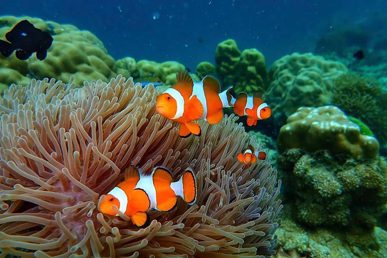 Au départ de Phuket : Excursion en bateau rapide dans les îles Phi Phi et Khai