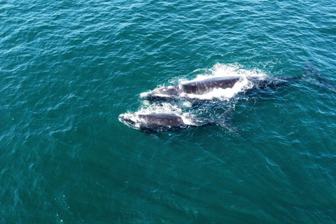Vanuit Kaapstad: Walvissafari in Hermanus met boottochtVanuit Kaapstad: Walvissen spotten in Hermanus met boottocht