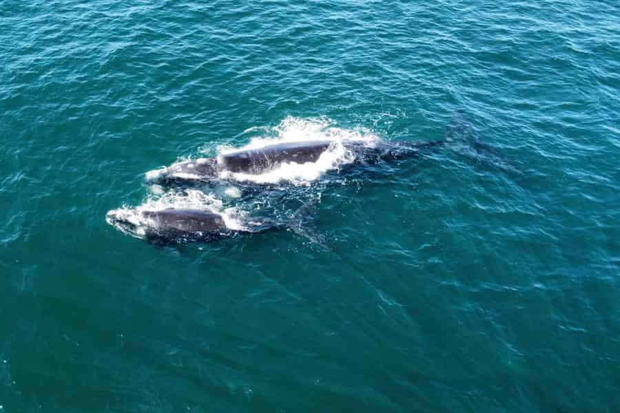 Von Kapstadt: Walbeobachtungstour in Hermanus mit Bootsfahrt. Foto: GetYourGuide