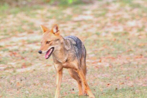 Responsible Wilpattu National Park Jeep Safari from Colombo Wilpattu National Park Half Day Safari from Colombo/Negombo