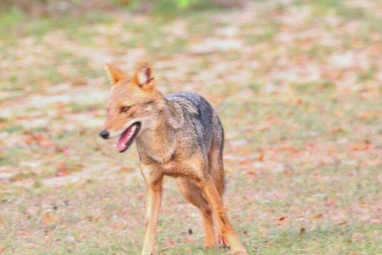 Responsible Wilpattu National Park Jeep Safari from Colombo Wilpattu National Park Half Day Safari from Colombo/Negombo