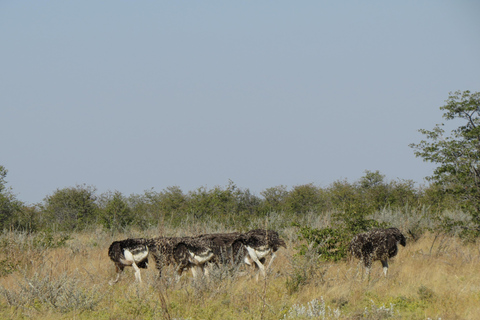 Zimbabwe: 7-Day Victoria Falls, Hwange & Matobo Tour