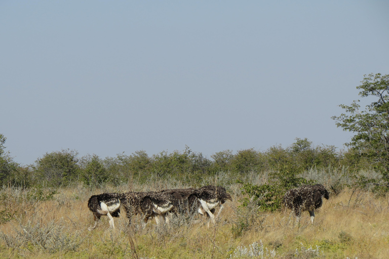 Zimbabwe: 7-Day Victoria Falls, Hwange & Matobo Tour