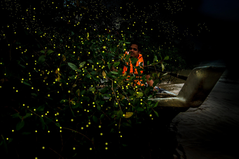 Firefly, Eagle Feeding, and Blue Tears Kuala Selangor Tour