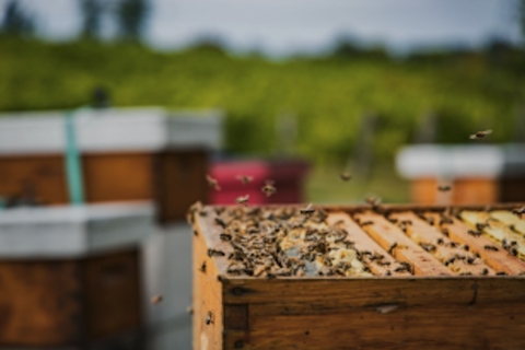 Ciudad de Quebec: Visita a la miel y a la destilería con degustaciónVisita guiada y degustación de la destilería inglesa