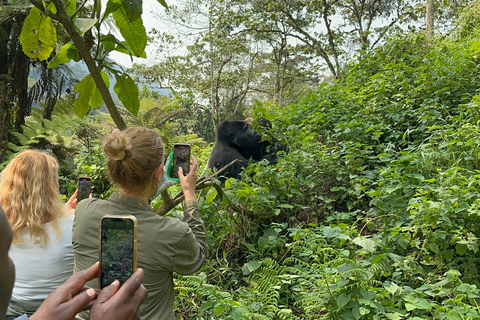 11 Day Chimpanzee Trekking, Gorilla Tracking &amp; Wildlife Trip