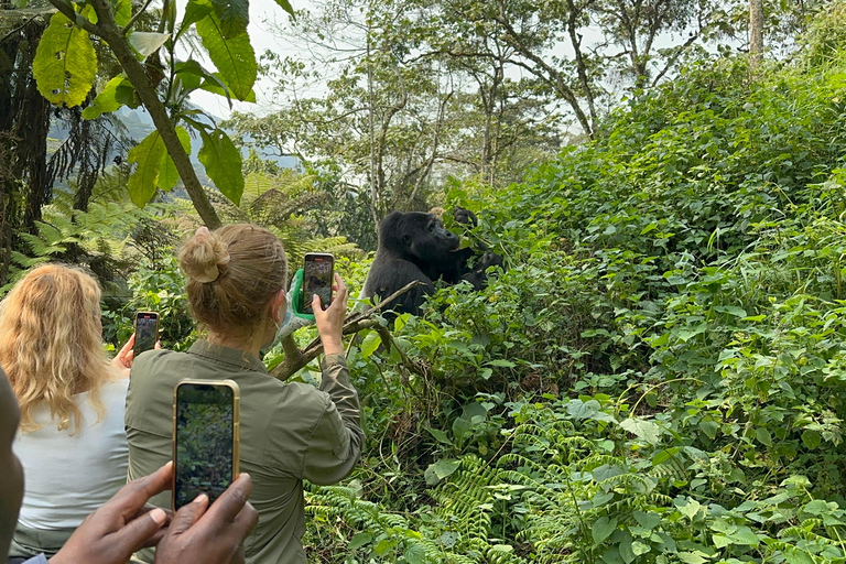 Viagem de 11 dias para fazeres uma caminhada com chimpanzés, seguires os gorilas e veres a vida selvagem