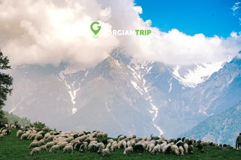 Kazbegi tour