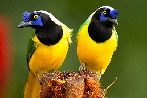 Cali: Birdwatching Tour with Breakfast and Guide