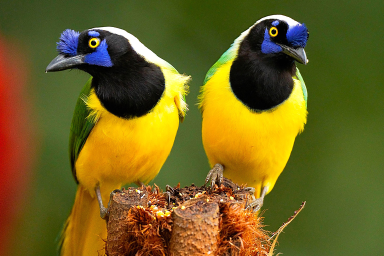 Cali: Birdwatching Tour with Breakfast and Guide