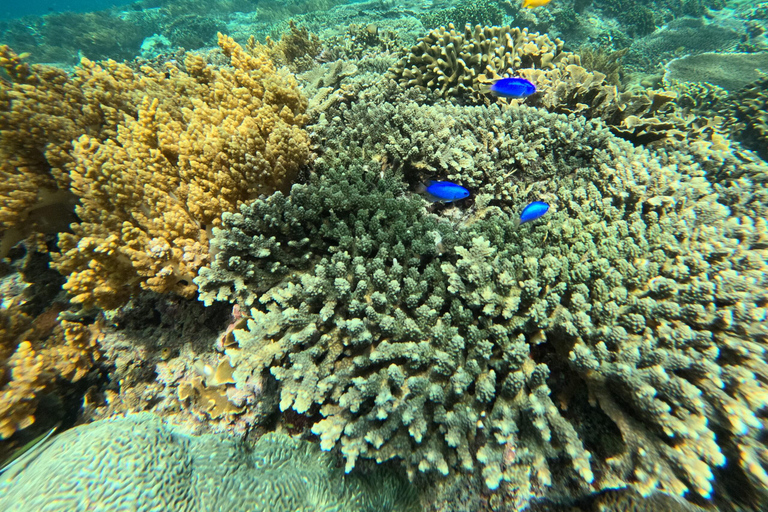 Bali : plongée avec tuba dans deux sites du Blue Lagoon, avec déjeuner et transportSnorkeling à deux sites dans le lagon bleu, rendez-vous au lieu de rendez-vous.