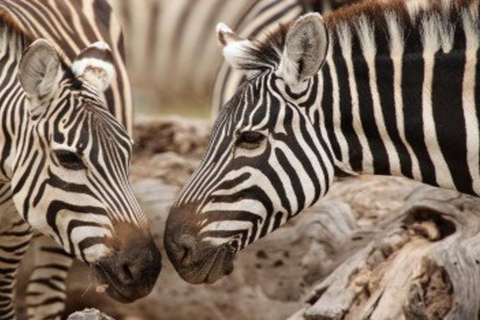 From Nairobi: 8-Day Mara, Nakuru, Naivasha & Amboseli Safari
