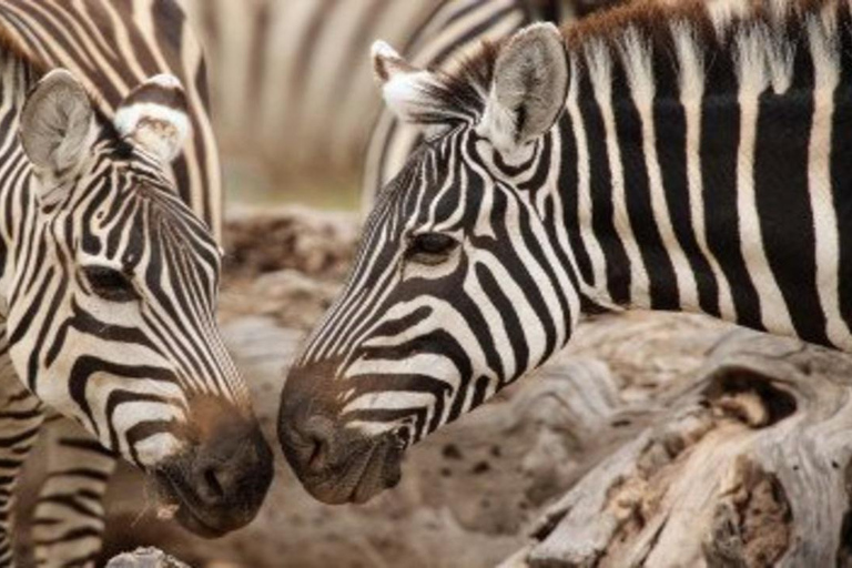 From Nairobi: 8-Day Mara, Nakuru, Naivasha & Amboseli Safari