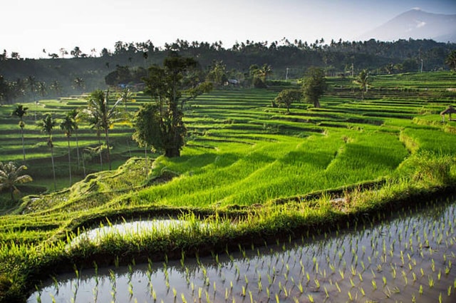 Lombok: Tetebatu rice terrace & Benang kelambu Waterfalls