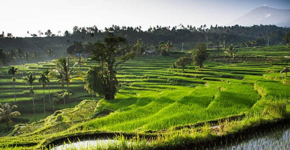 Lombok: Tetebatu rice terrace & Benang kelambu Waterfalls