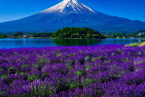 Tokyo: Mount Fuji & Pagoda & Oshino Hakkai & Lake Kawaguchi Route B : Mount Fuji & Hakone Private Customizable Day Trip