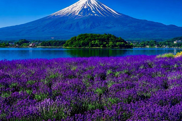 Tokyo: Mount Fuji & Pagoda & Oshino Hakkai & Lake Kawaguchi Route B : Mount Fuji & Hakone Private Customizable Day Trip