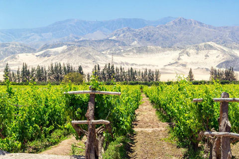 Excursão de degustação de pisco e vinho - Embarca na Rota do Pisco