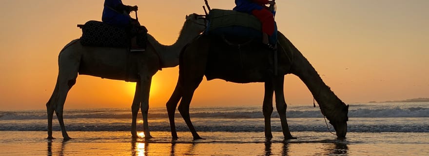 Balade en quad et dos à de chameau : Les sensations fortes rencontrent la tradition
