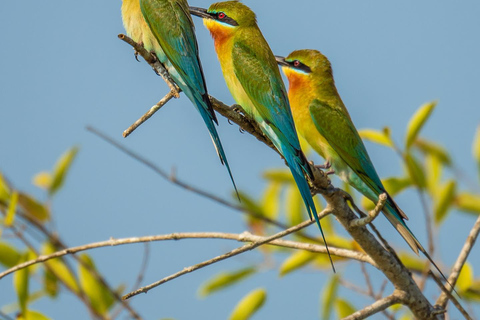 De Hikkaduwa/Galle/Mirissa : Udawalawa Safari &amp; à Ella