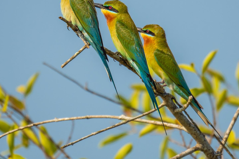 From Bentota - Yala National Park Full Day Safari Tour