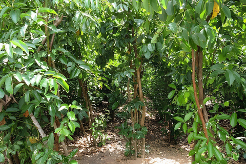 Bentota: Village Tour with Local Guide