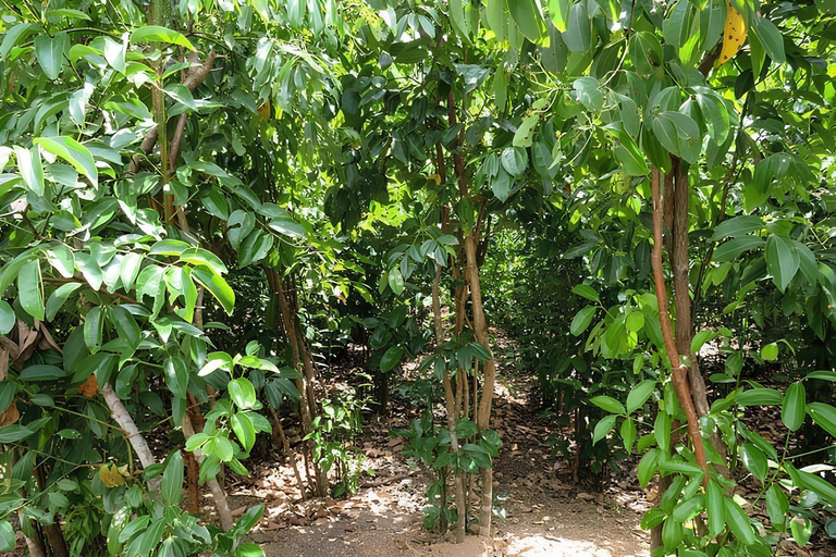 Bentota: Village Tour with Local Guide