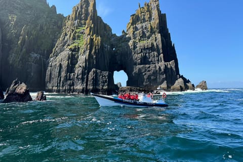 Dingle: Wildlife RIB Adventure Private Boat Tour - Image 2