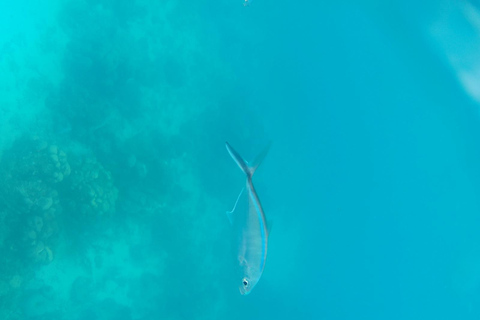 Snorkeling in Catalina Island: Day Trip by Boat For Private Groups (MORE OR EQUAL THAN 4 MEMBERS REQUIRED)