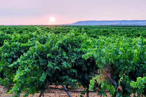 Tierras de Verdejo: Winery and Cuisine with Transport from Valladolid Tierras de Verdejo: Winery and Gastronomy with Transportation from Valladolid