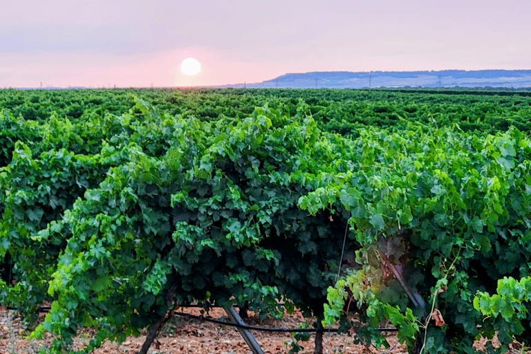 Tierras de Verdejo: Winery and Cuisine with Transport from Valladolid Tierras de Verdejo: Winery and Gastronomy with Transportation from Valladolid