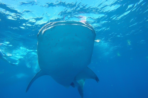 From Cancún: Half-Day Snorkeling with Whale Sharks Half-Day Tour From Puerto Morelos