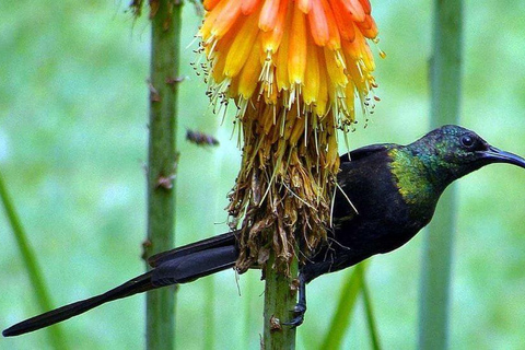 Kakamega Bos: Vogelsafari