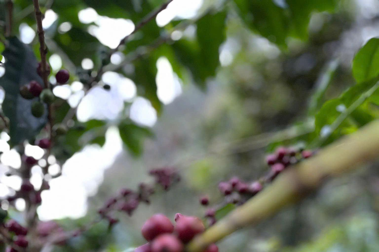 Dalat: piantagione di caffè, fabbrica di seta e tour culturaleDalat: tour tra piantagioni di caffè, fabbriche di seta e cultura