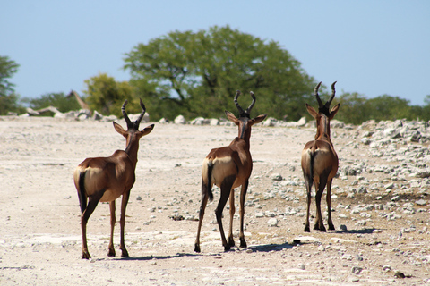 Windhoek: 3-Day Guided Safari in Etosha with Lodge
