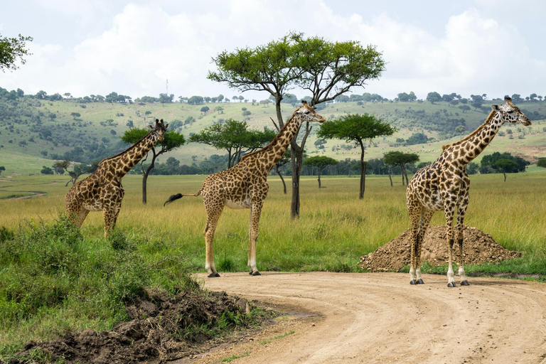 Safari med möte med giraffer