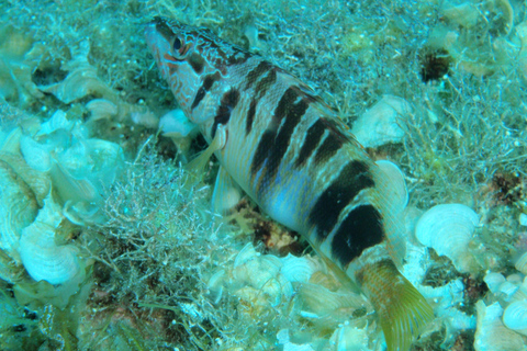 Chania: Sea Scooter Snorkling båttur