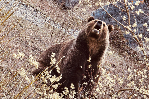 Calgary, Banff: Lake Louise, Moraine, Emerald Lake - excursão de um diaCalgary, Banff: Excursão de um dia ao Lago Louise, Moraine e Lago Emerald
