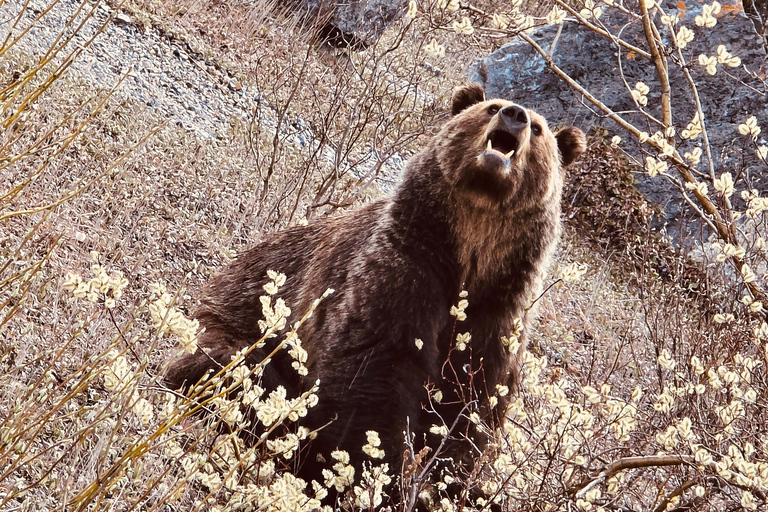 Calgary, Banff: Lake Louise, Moraine, Emerald Lake - excursão de um diaCalgary, Banff: Excursão de um dia ao Lago Louise, Moraine e Lago Emerald