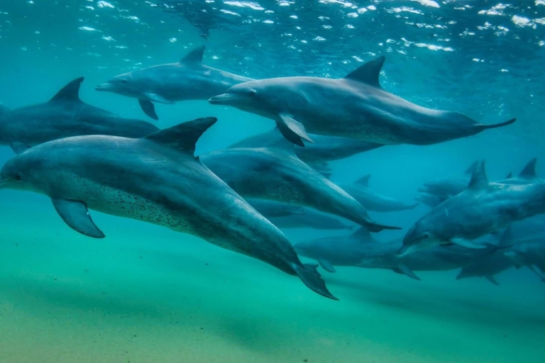 Schwimme mit den Delfinen