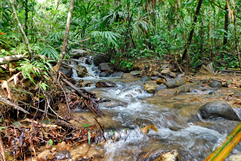 Khao Sok Jungle Day Trip - Jungle Trekking & Bamboo Rafting
