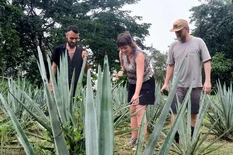 Tour e degustação de tequila no campo com transporte