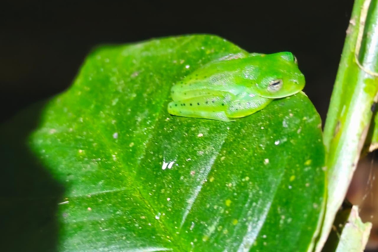 Monteverde Night Hike: Discover Wildlife in 2 Hours