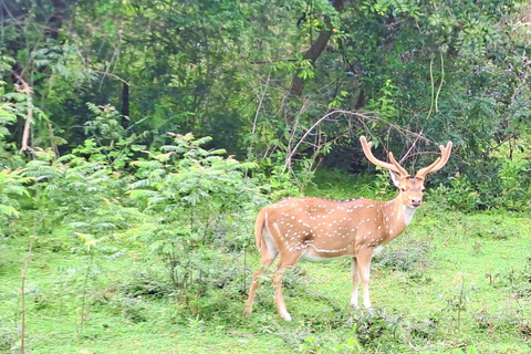 02 dagar - Besök Ella och Udawalawe Safari - Allt inklusive2 dagar - Besök Ella och Udawalawe Safari - Allt inklusive