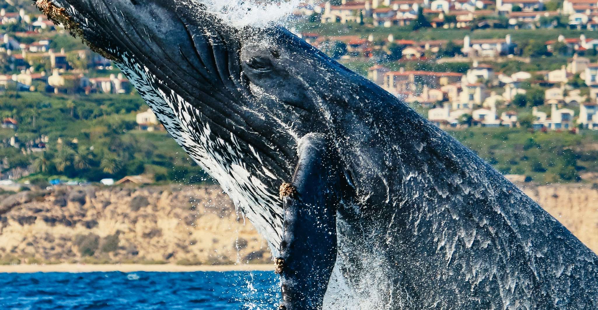 Newport Beach, 2-Hour Whale Watching Tour - Housity