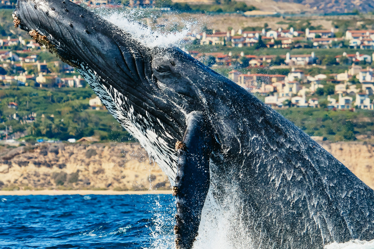 Newport Beach: 2 timmars valskådningsturNewport Beach: Valskådning på två timmars båtutflykt